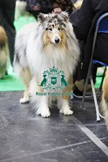 Crufts 2018