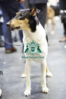 Crufts 2018