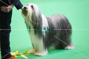 Crufts 2018
