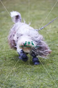 Old English Sheepdog