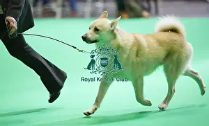 Crufts 2018