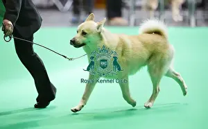 Crufts 2018