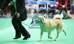 Crufts 2018