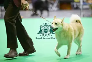Crufts 2018