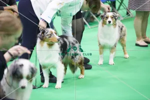 Australian Shepherd