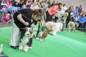 Crufts 2018