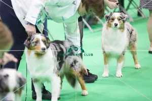 Australian Shepherd
