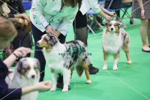 Australian Shepherd