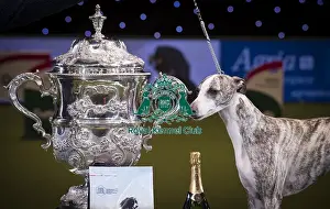 Crufts 2018