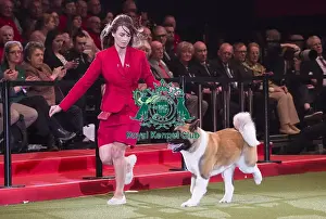 Crufts 2018