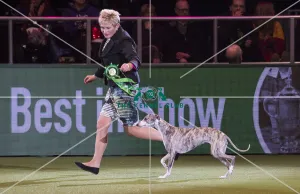 Crufts 2018
