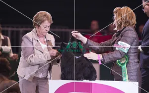 Crufts 2018