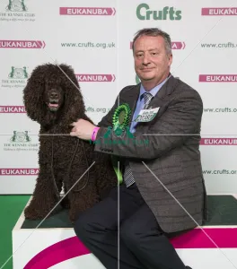 2018 Best of Breed SPANIEL (IRISH WATER)