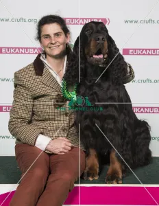 2018 Best of Breed GORDON SETTER