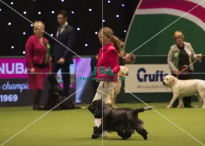 Crufts 2018