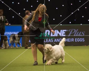 2018 Best of Breed SPANIEL (CLUMBER)