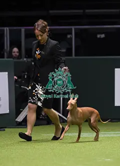 Crufts 2018