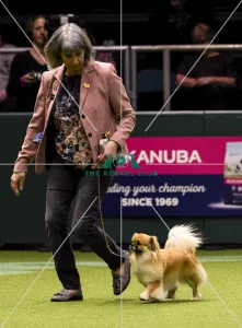 Crufts 2018