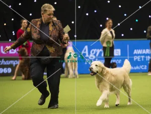 Golden retriever best sale dog show 2018