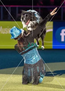 Heelwork to Music - winner