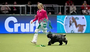 Crufts 2018