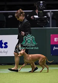 Crufts 2018