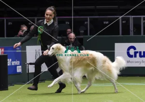 Crufts 2018