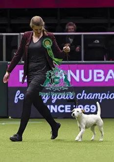 Crufts 2018