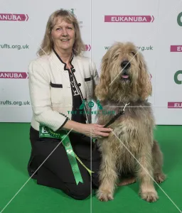 Otterhound