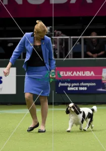 Crufts 2018