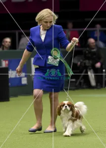 Cavalier King Charles Spaniel