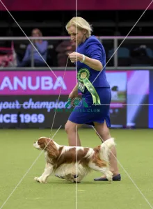 Cavalier King Charles Spaniel