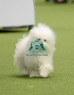 Crufts 2018