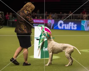 Gundog Group - winner