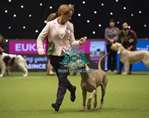 Crufts 2018