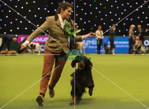 2018 Best of Breed GORDON SETTER