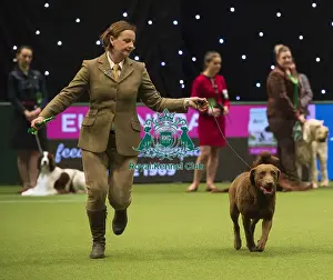 Crufts 2018