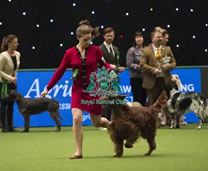 Crufts 2018