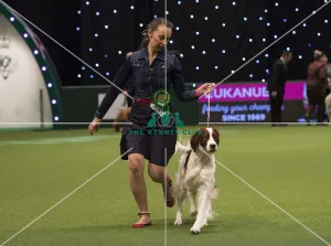 Crufts 2018