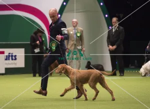 Hungarian Wirehaired Vizsla