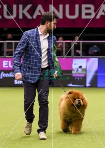 Crufts 2018