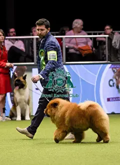 Crufts 2018