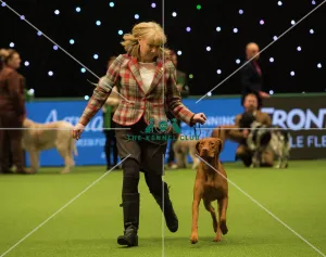 Gundog best of