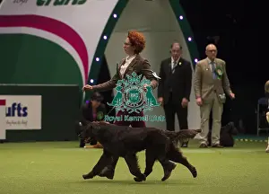 Crufts 2018