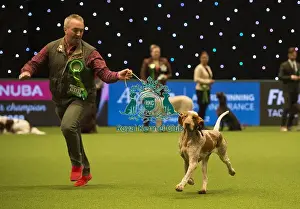 Crufts 2018
