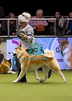 Crufts 2018