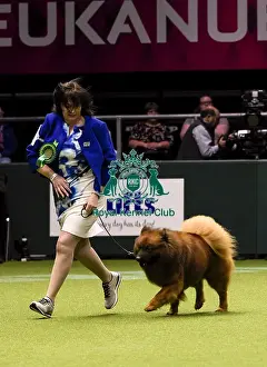 Crufts 2018
