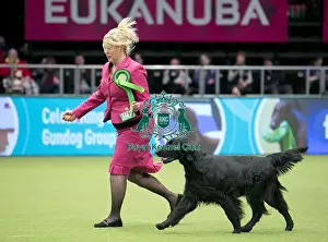 Crufts 2018