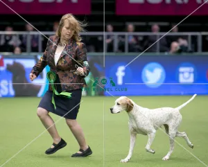 Gundog Group - winner