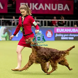 Crufts 2018